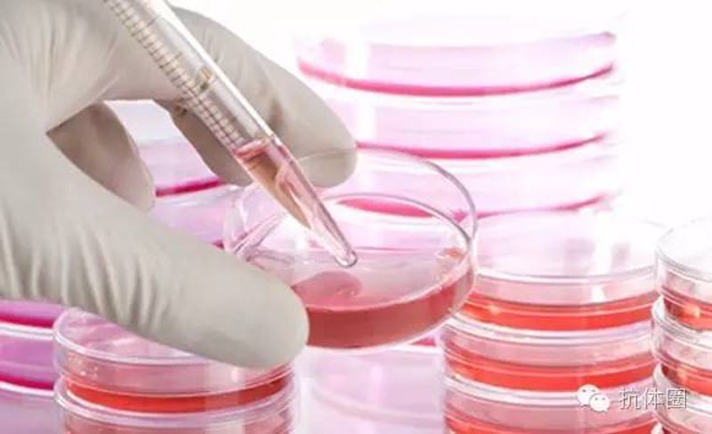 生物试剂：生命科学的导航灯塔