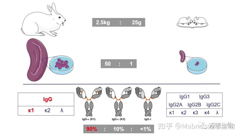生物试剂：生命科学的导航灯塔